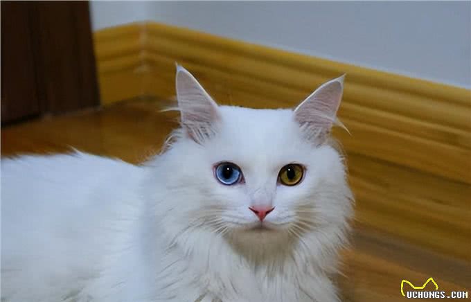 这些猫咪体味超轻，一年不洗澡，问题都不大