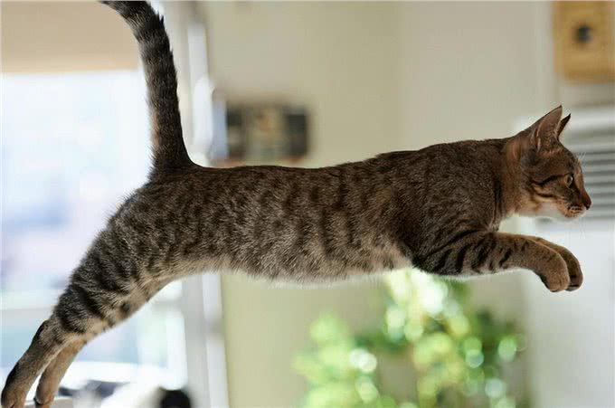 这些猫咪体味超轻，一年不洗澡，问题都不大