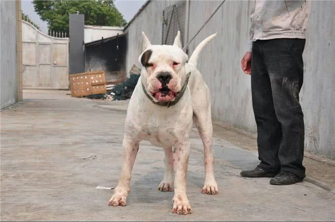 杜高犬为什么要剪耳，如何修剪狗狗的耳朵?