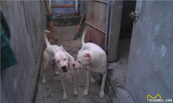 杜高犬为什么要剪耳，如何修剪狗狗的耳朵?