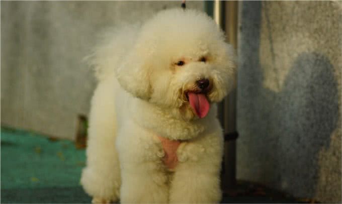 狗狗免疫不重要?小心钩体病找上门