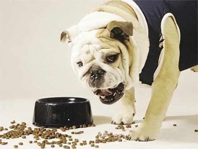 狗狗护食的不良后果和原因，你知道吗?全解析及解决之道看这里!