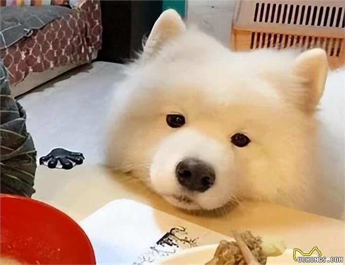 狗狗护食的不良后果和原因，你知道吗?全解析及解决之道看这里!