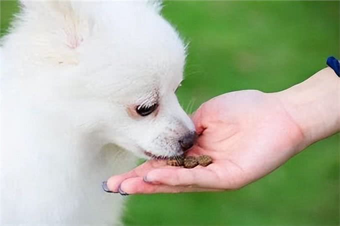 狗狗护食的不良后果和原因，你知道吗?全解析及解决之道看这里!