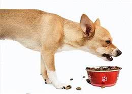 狗狗护食的不良后果和原因，你知道吗?全解析及解决之道看这里!