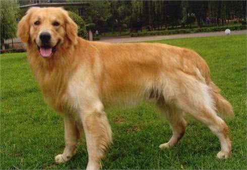 想养一条狗狗，该选择什么品种的狗狗好呢?