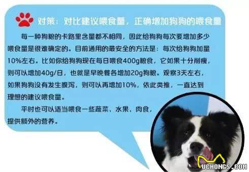 你家狗为什么很能吃但长不胖?