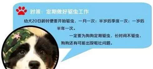 你家狗为什么很能吃但长不胖?