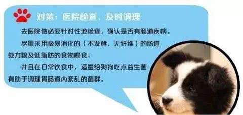 你家狗为什么很能吃但长不胖?