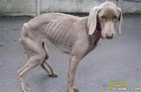 你家狗为什么很能吃但长不胖?
