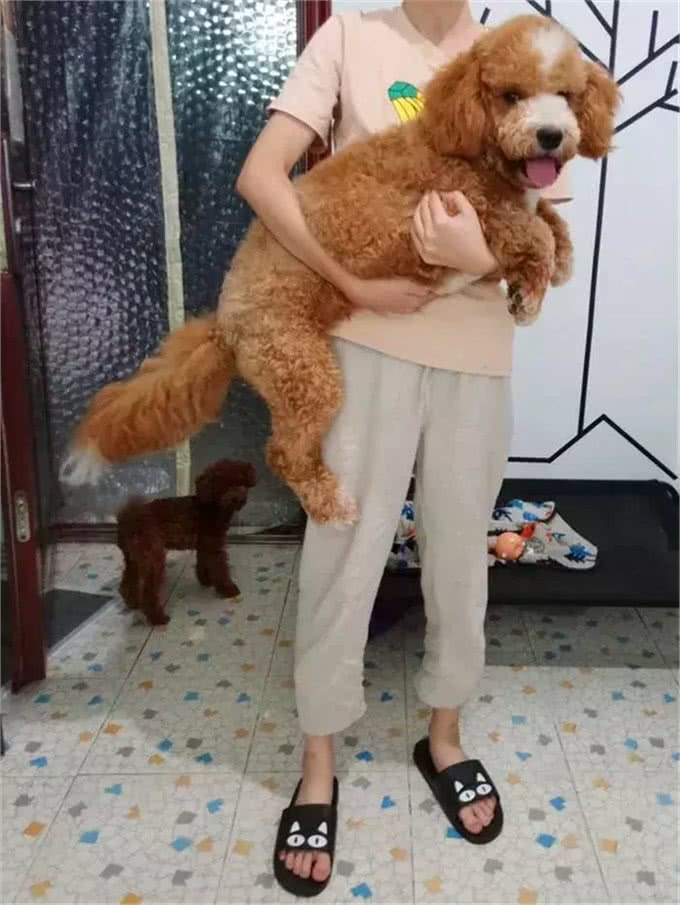 泰迪体弱总生病,铲屎官对此束手无策,医生教他三招保持健康!