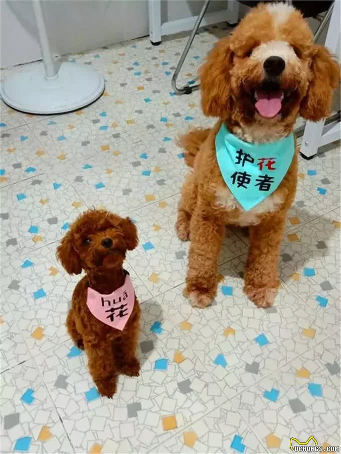 泰迪体弱总生病,铲屎官对此束手无策,医生教他三招保持健康!