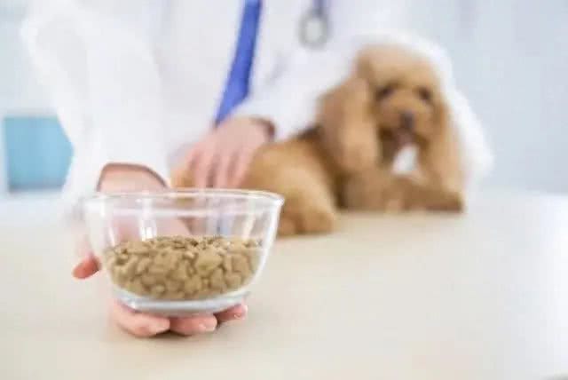 哇塞!养狗一天三顿寿命少一半是真?狗为啥不能吃饱?