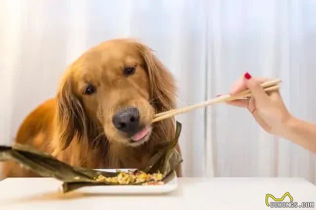 哇塞!养狗一天三顿寿命少一半是真?狗为啥不能吃饱?