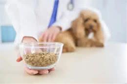 哇塞!养狗一天三顿寿命少一半是真?狗为啥不能吃饱?