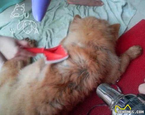 冬天洗狗，要注意些什么?