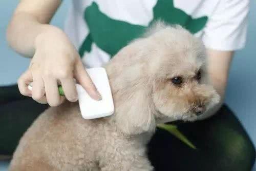 冬天洗狗，要注意些什么?