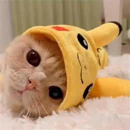 选猫秘笈:这些品种猫猫适合你