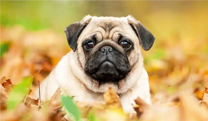 巴哥犬的冷知识，大多数人都不知道