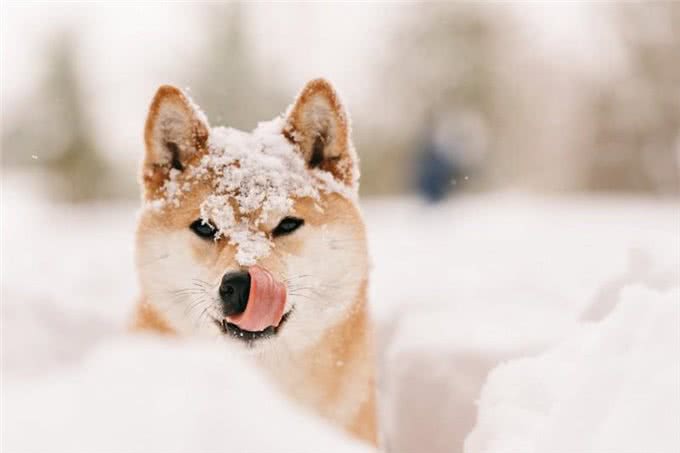 狗狗冬天散步指南:如何为爱犬打造温暖的户外时光
