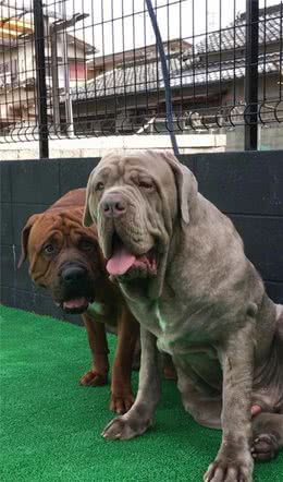 它由东西方猛犬基因融合而成，至今血统成谜，特训后它们秒杀比特