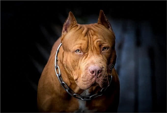 不拴狗绳就能要人命的6种大型猛犬