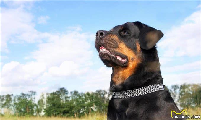 不拴狗绳就能要人命的6种大型猛犬