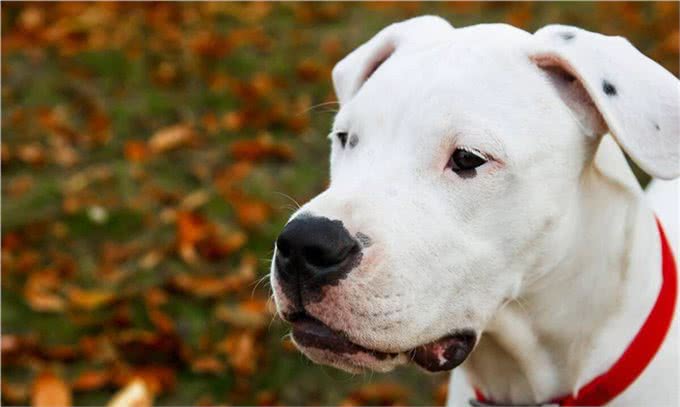 不拴狗绳就能要人命的6种大型猛犬