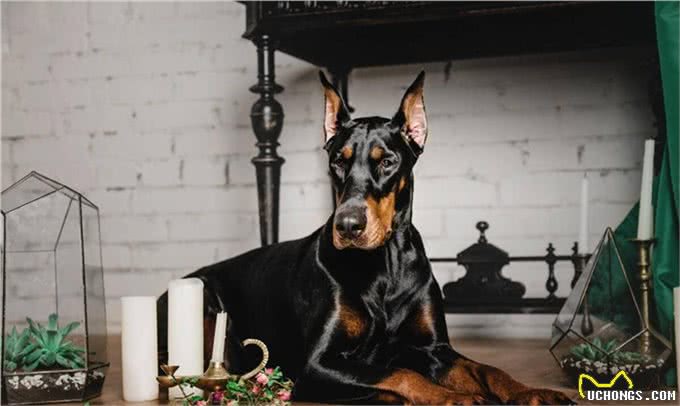 不拴狗绳就能要人命的6种大型猛犬