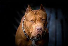 不拴狗绳就能要人命的6种大型猛犬