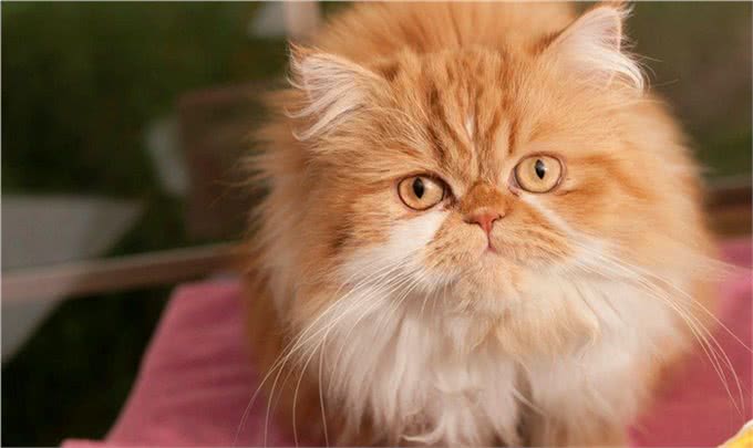 波斯猫有一张讨人喜爱的面庞，长而华丽的背毛