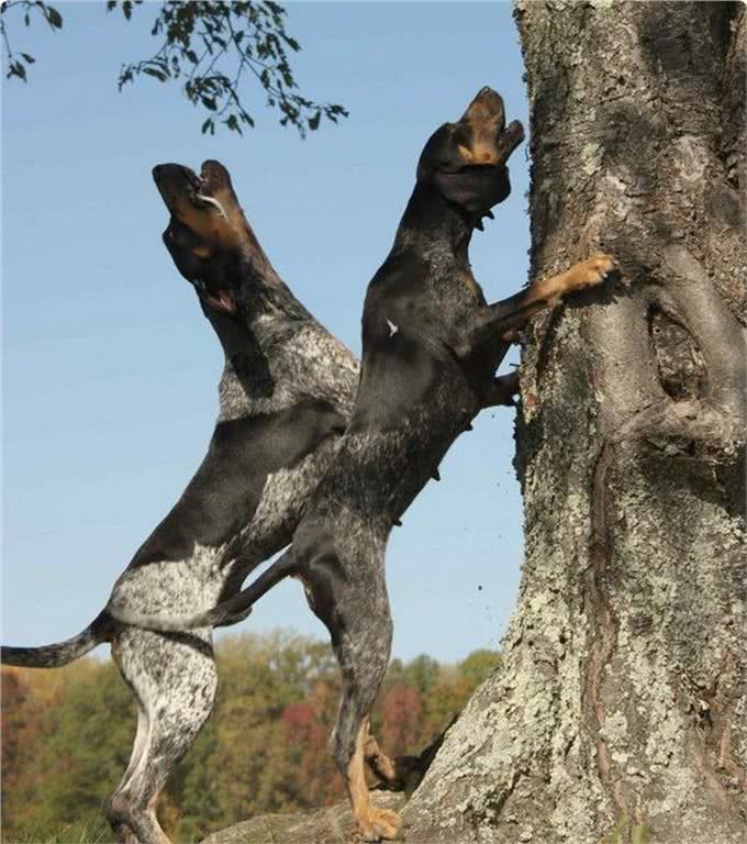 一种神秘猛犬，可完爆比特犬，虐杀黑熊，号称美国境内第一勇士