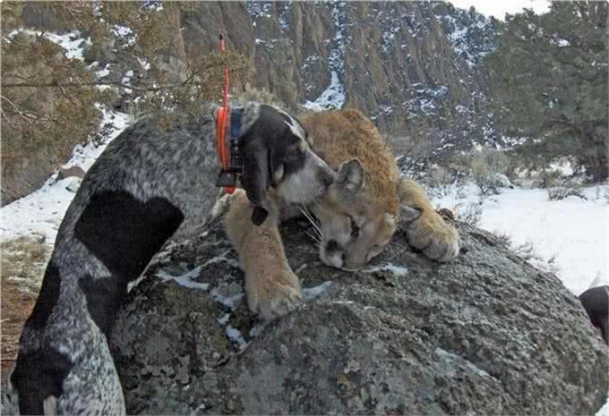 一种神秘猛犬，可完爆比特犬，虐杀黑熊，号称美国境内第一勇士