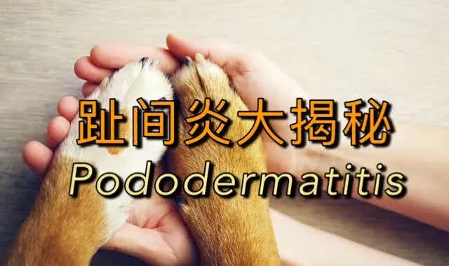 狗狗频繁舔脚?足部红肿,脱皮?可能是趾间炎惹的祸