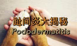 狗狗频繁舔脚?足部红肿，脱皮?可能是趾间炎惹的祸