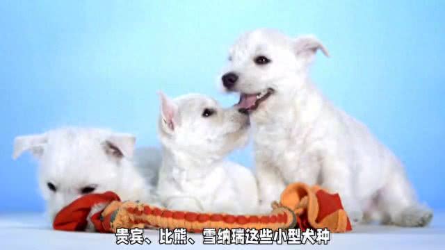 新手养狗攻略:这些品种最适合你