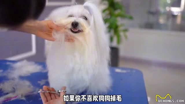 新手养狗攻略:这些品种最适合你