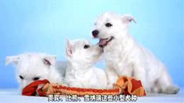新手养狗攻略:这些品种最适合你