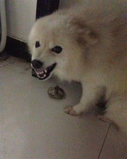 做好这六点，轻松远离狗狗护食烦恼