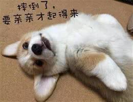 再养一条狗?养两条狗的好处与坏处先了解一下
