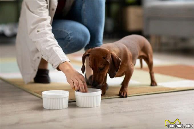 狗狗出现厌食拒食怎么办