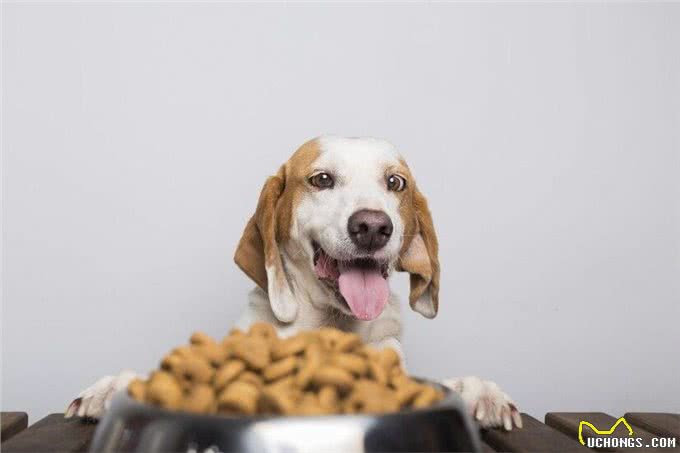 狗狗出现厌食拒食怎么办