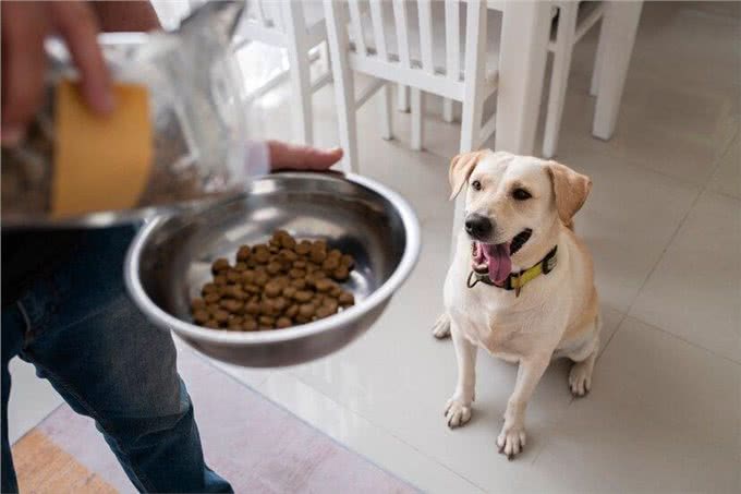 狗狗出现厌食拒食怎么办