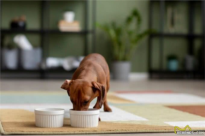 狗狗出现厌食拒食怎么办