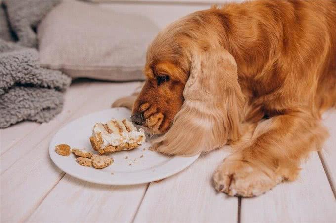 狗狗出现厌食拒食怎么办