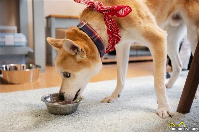 狗狗出现厌食拒食怎么办