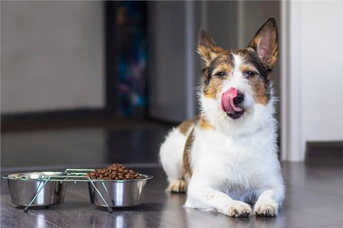 狗狗出现厌食拒食怎么办