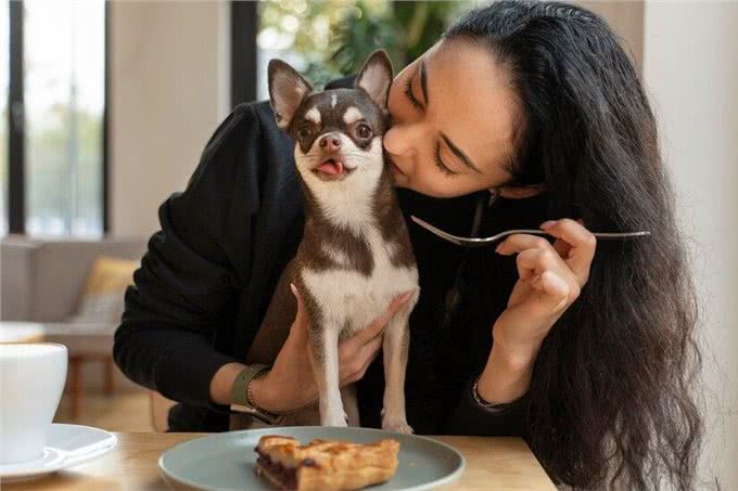 狗狗出现厌食拒食怎么办