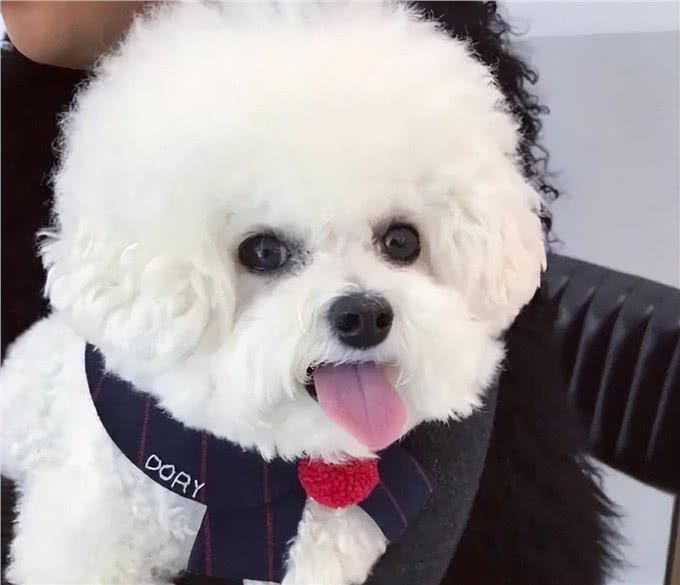 悄悄告诉你!其实养比熊犬，不能少了这几件事!