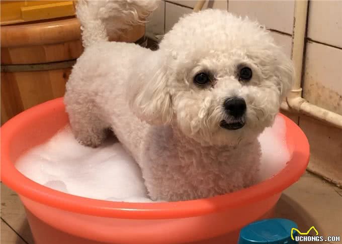 悄悄告诉你!其实养比熊犬，不能少了这几件事!